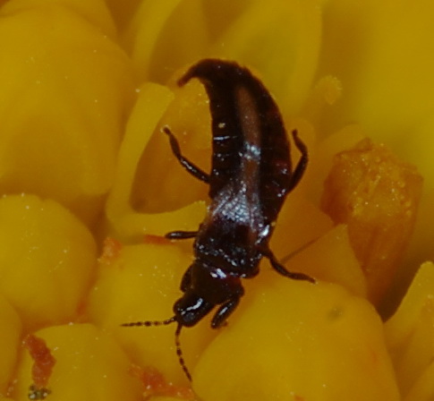 Ristorante La Calendula (Thysanoptera e altri)