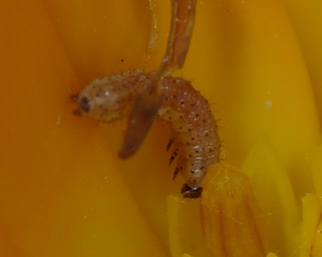 Ristorante La Calendula (Thysanoptera e altri)