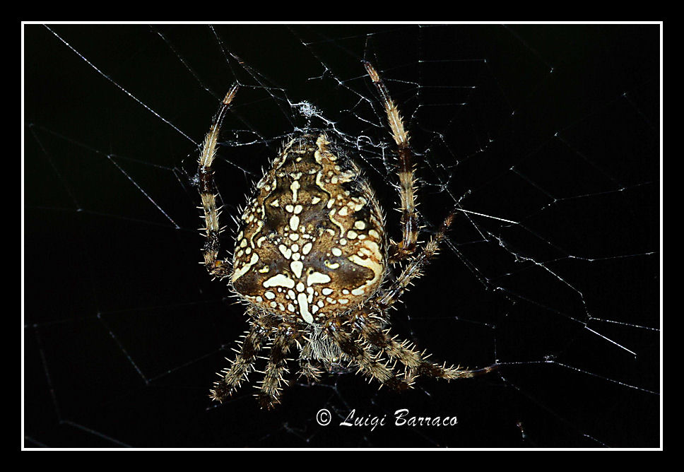 Araneus sp.