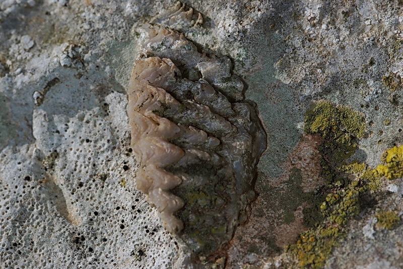 Concrezione calcarea o fossile?