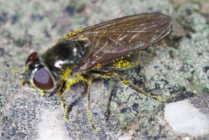 Cheilosia sp. F. (Syrphidae)