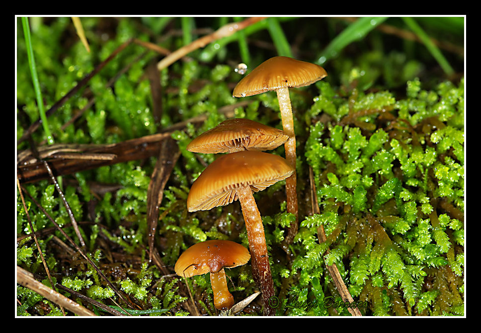 Funghi su selaginella