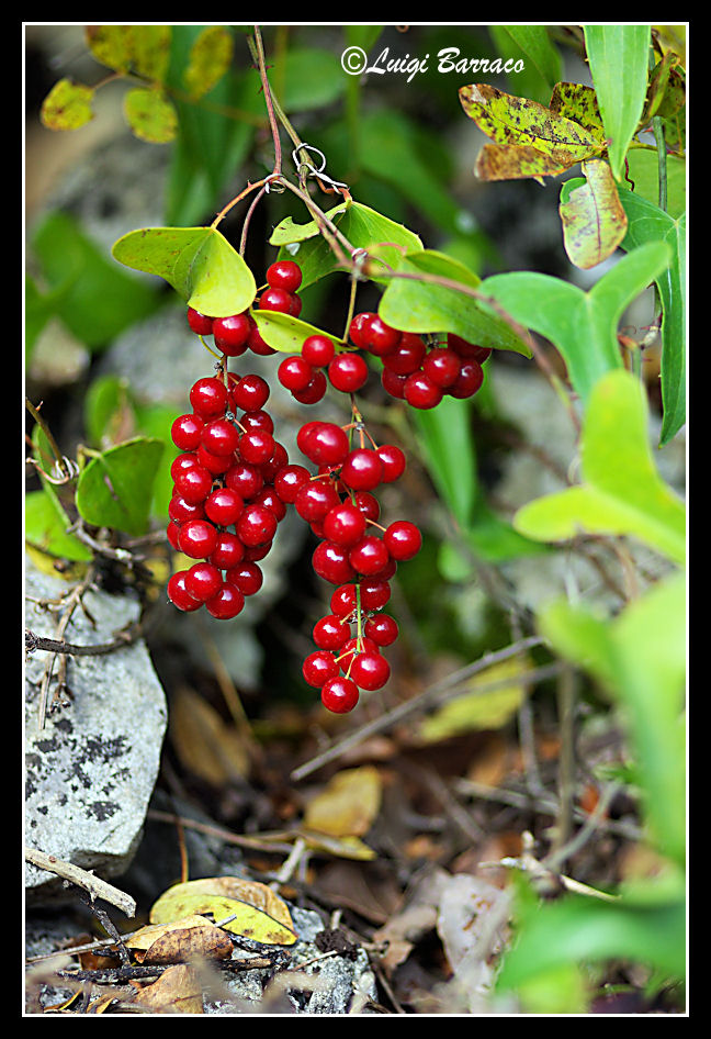 Smilax aspera