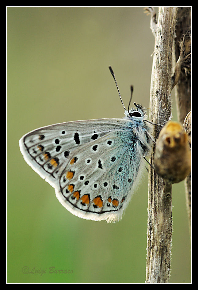 Plebejus argus - No, Polyommatus (Polyommatus) icarus