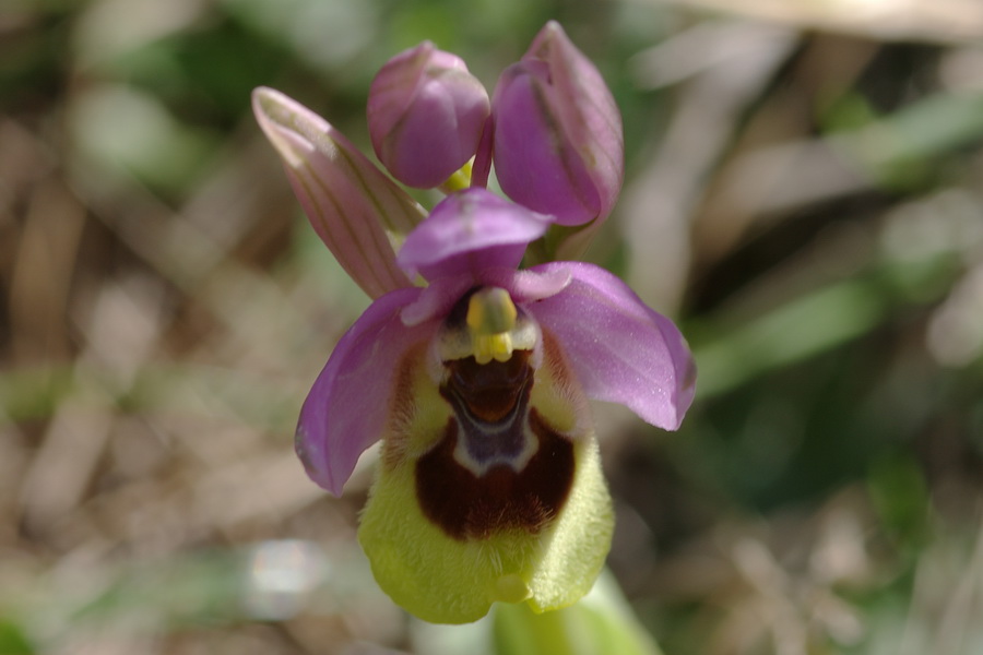 Ophrys tenthredinifera ...Fior di vespa