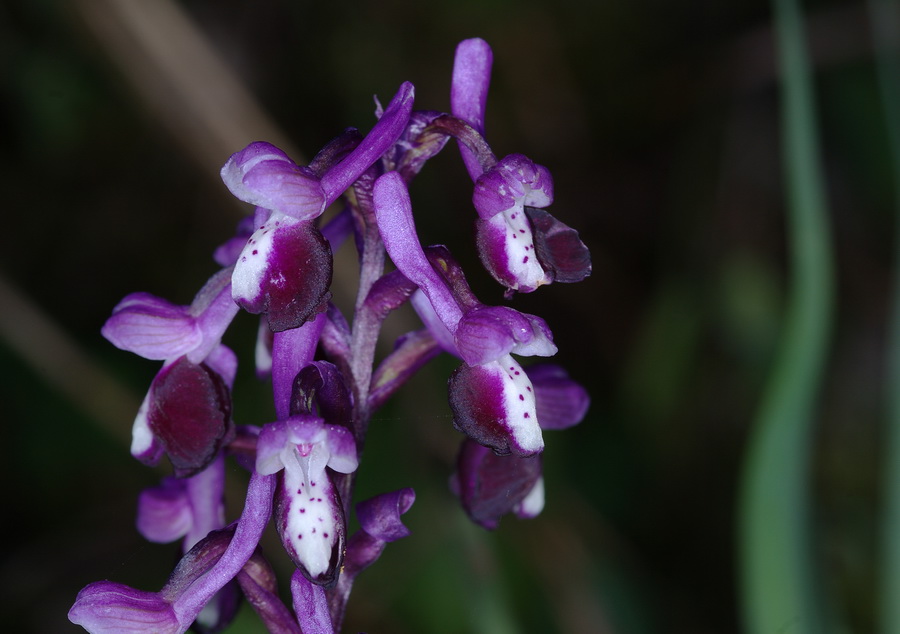 Orchis longicornu