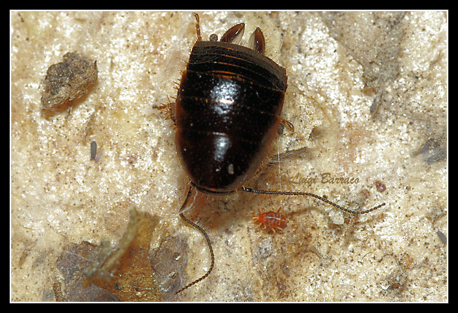 Loboptera decipiens (Germar 1817)