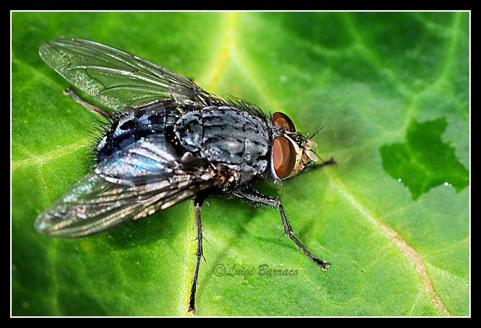 quiz: che mosca sar? Calliphora vicina M