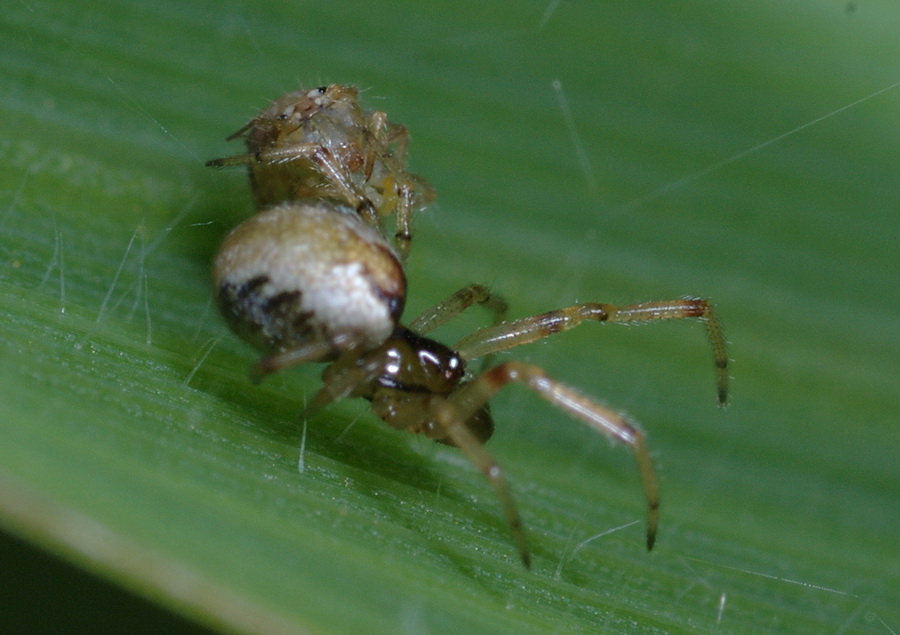 Kochiura aulica