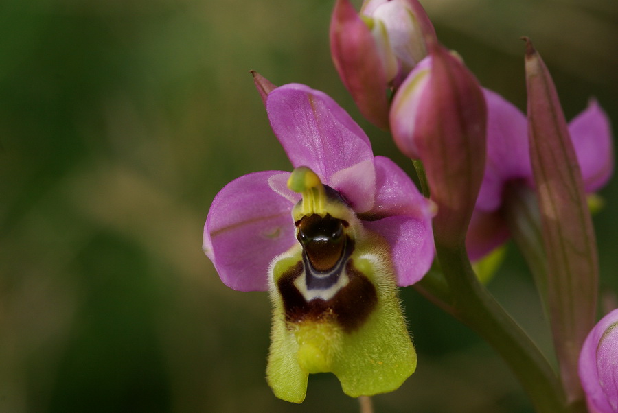 Ophrys tenthredinifera in Sicilia Occidentale