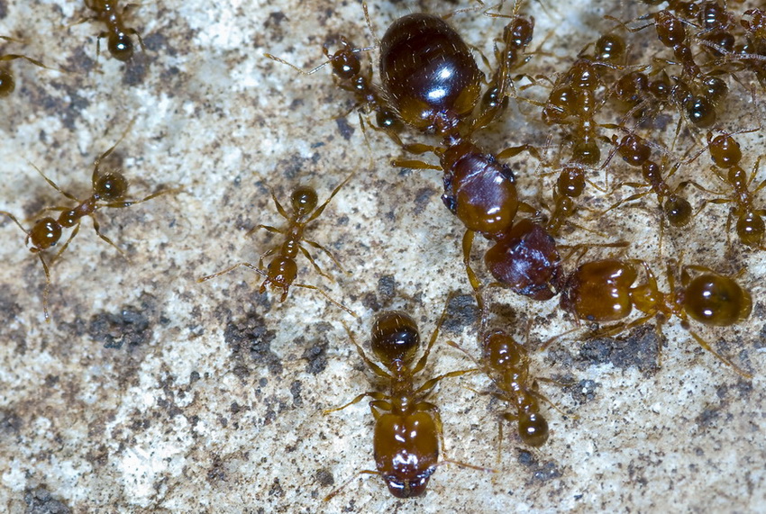 Pheidole pallidula:foto di famiglia