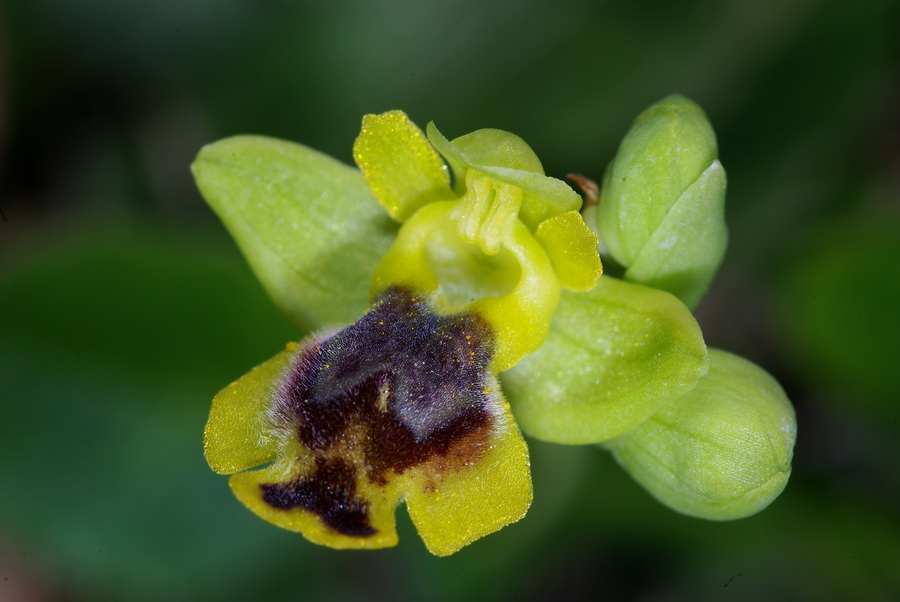 Ophrys sicula in Sicilia Occidentale