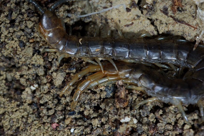 Scolopendra, lato B