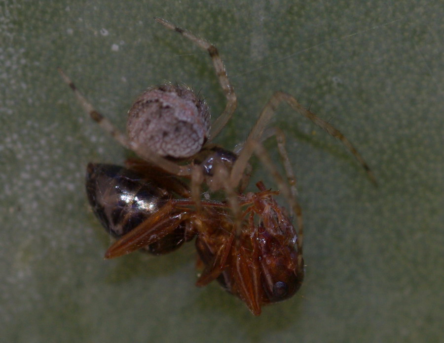 Theridiidae (probabilmente Theridion spp.)