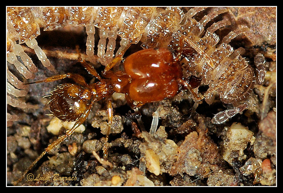 aggressive Pheidole che attaccano un Polydesmus sp.