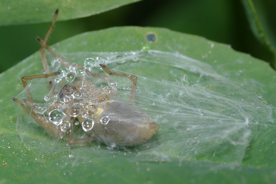 Cheiracanthium sp.