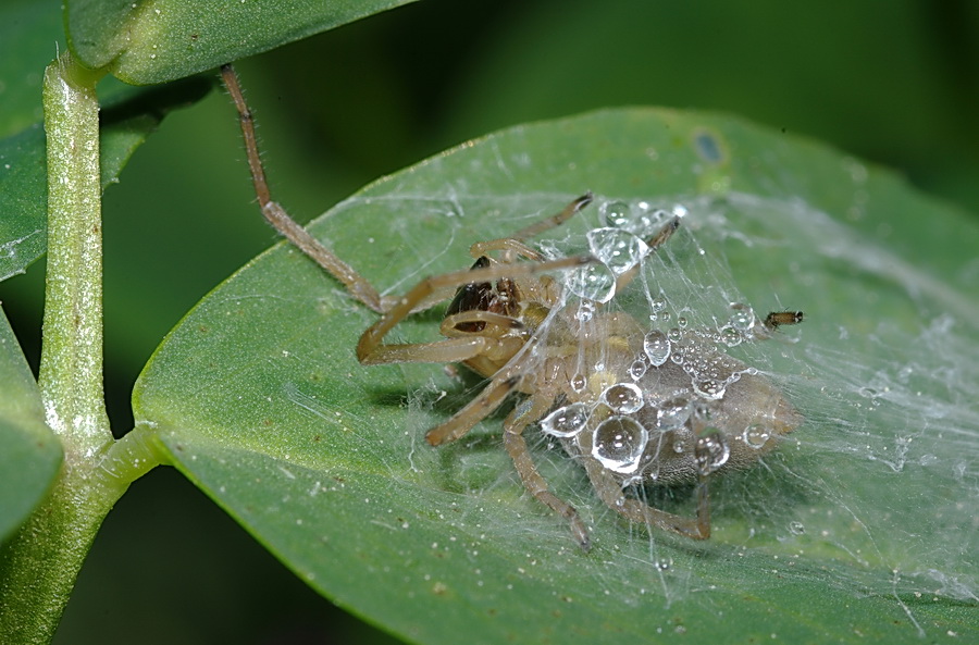 Cheiracanthium sp.