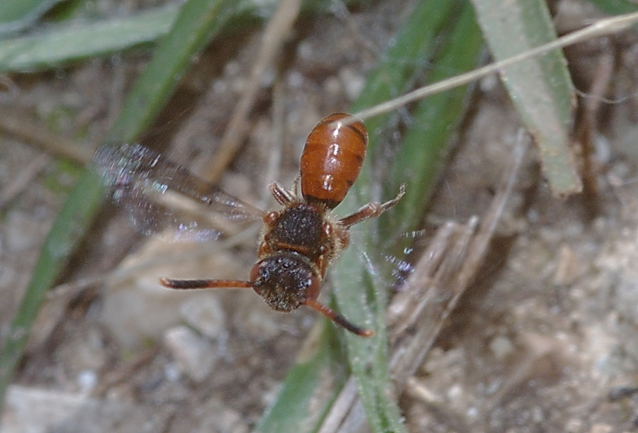 Mission impossible? possible... Nomada sp.