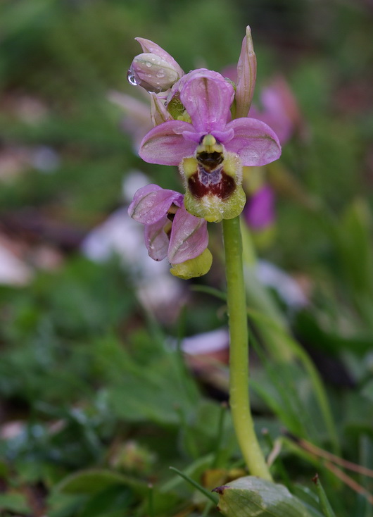 Orchidee a primavera