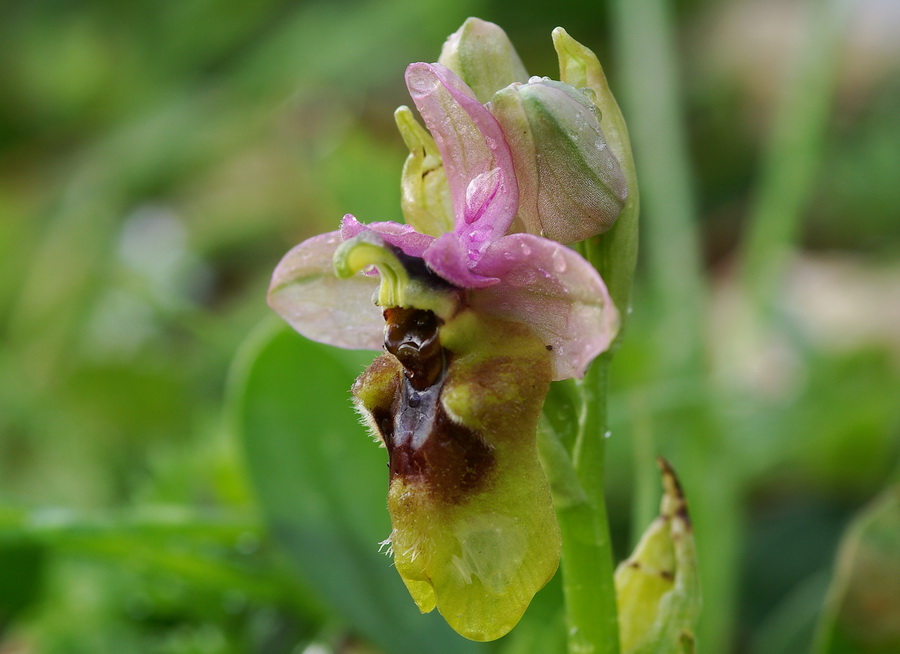 Orchidee a primavera