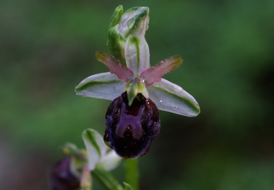 Orchidee a primavera