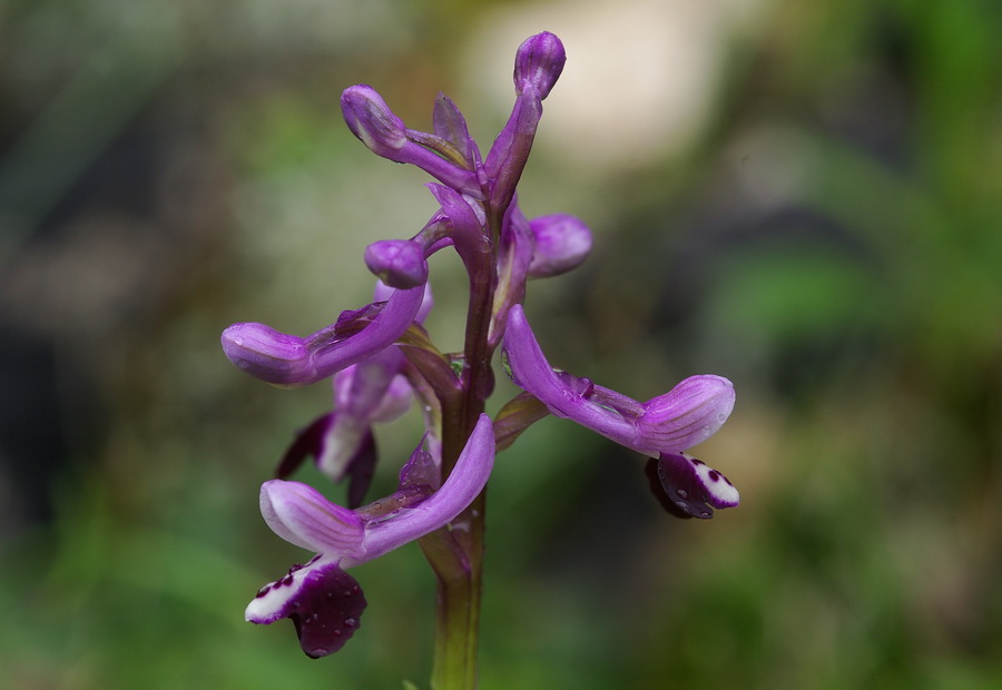 Orchidee a primavera