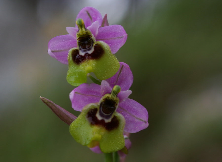 Orchidee a primavera