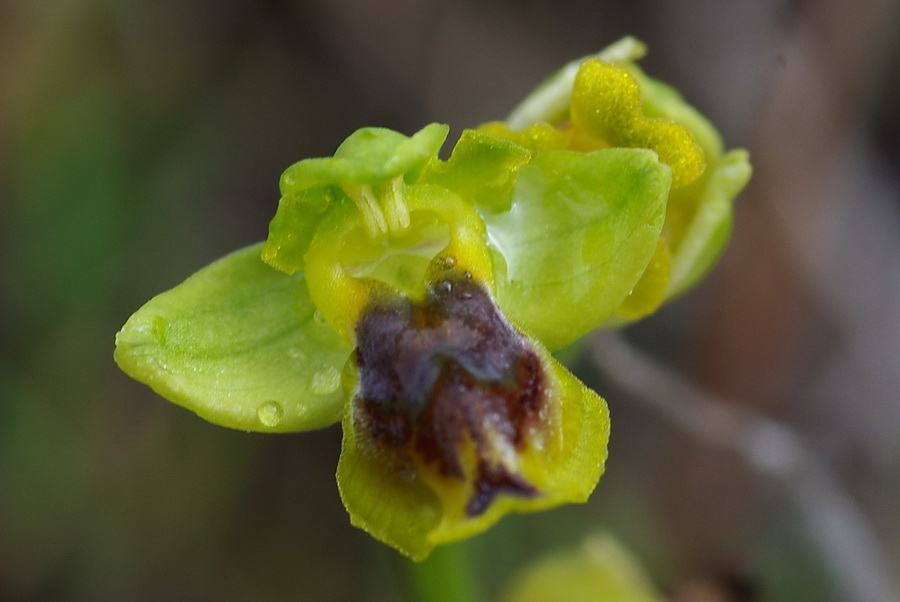 Orchidee a primavera