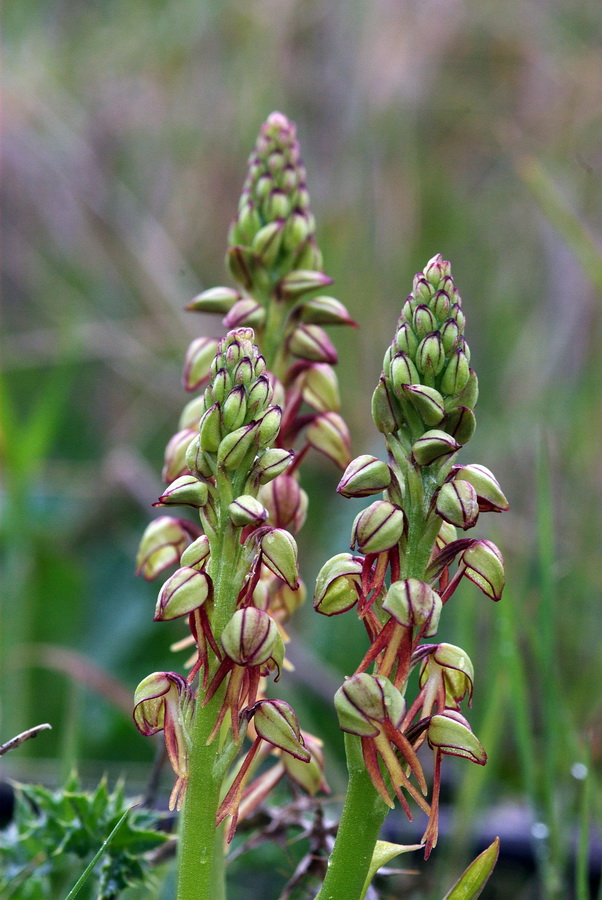 Orchidee a primavera