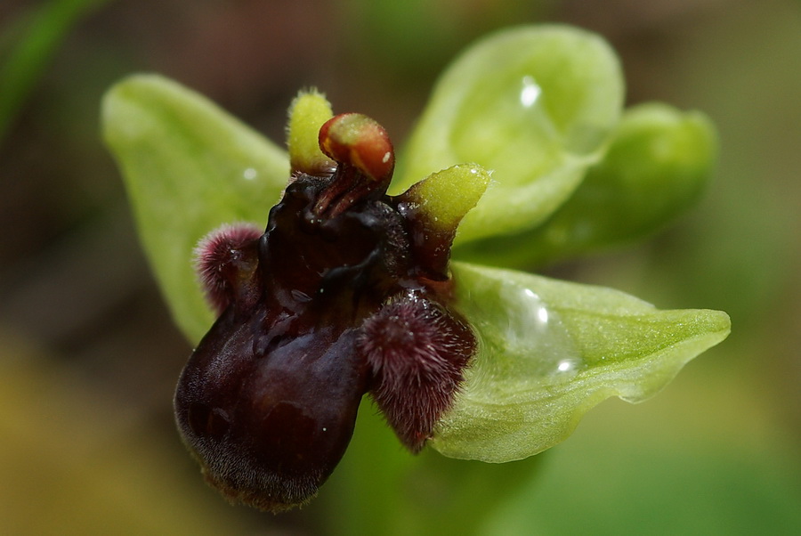 Orchidee a primavera