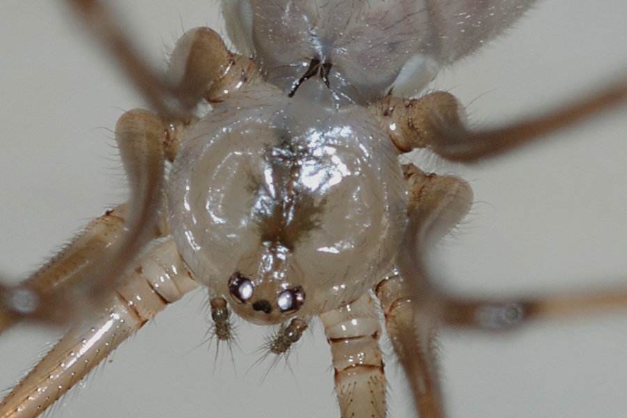 Pholcus phalangioides