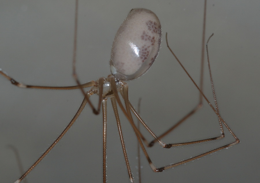 Pholcus phalangioides