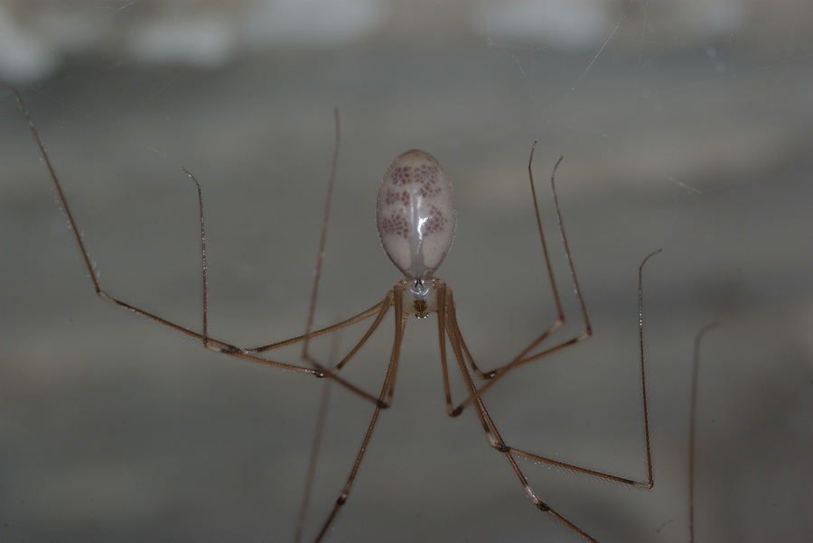 Pholcus phalangioides