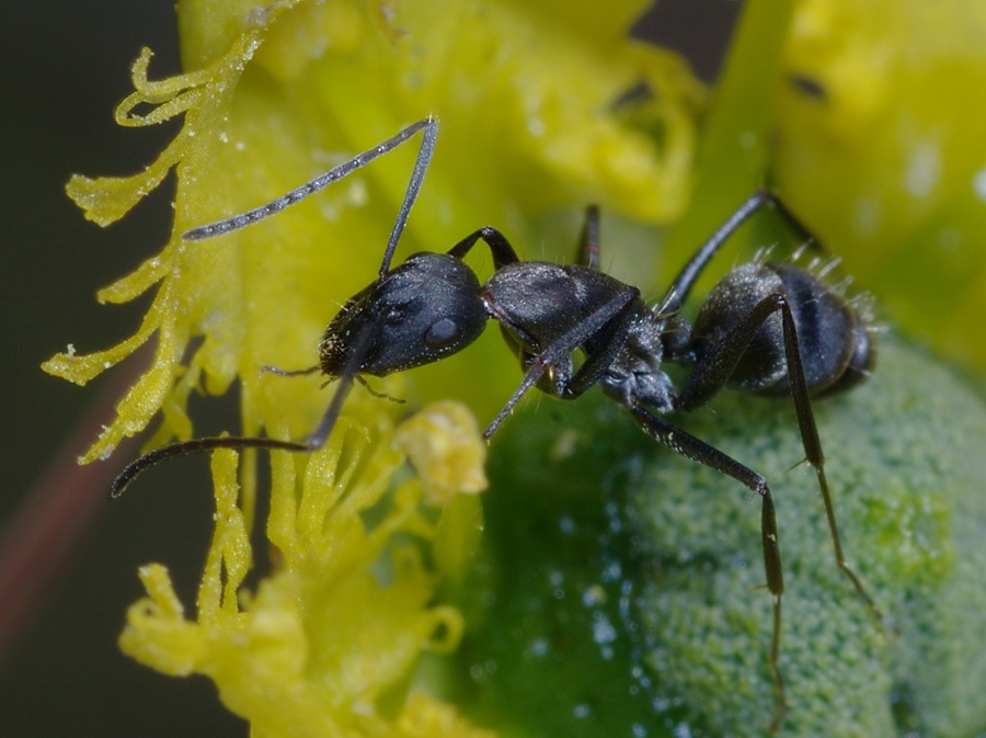 sosta al bar: Camponotus (Myrmosericus) micans