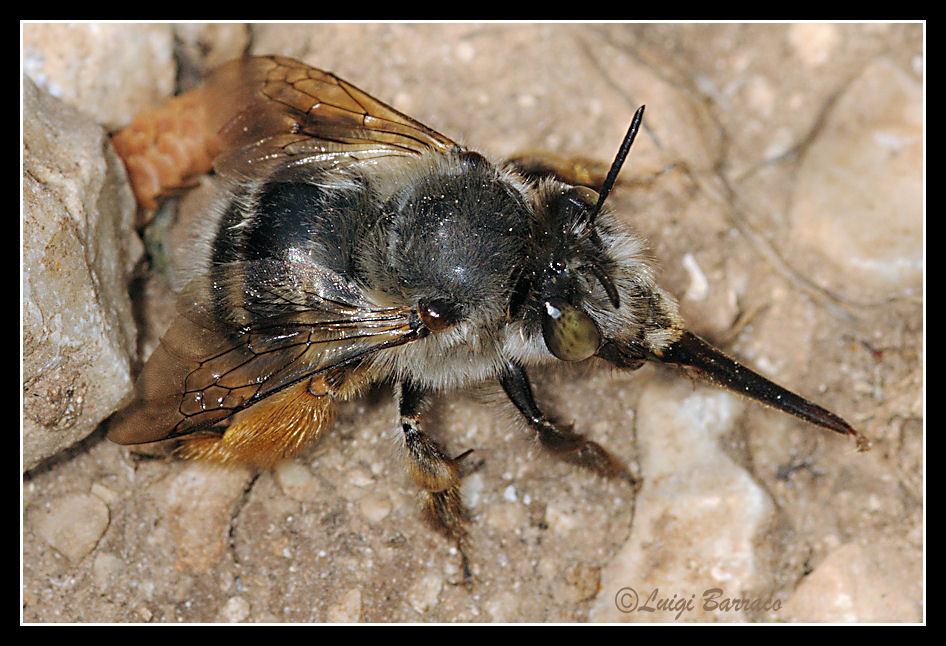 Pinocchio (Anthophora o una Habropoda)