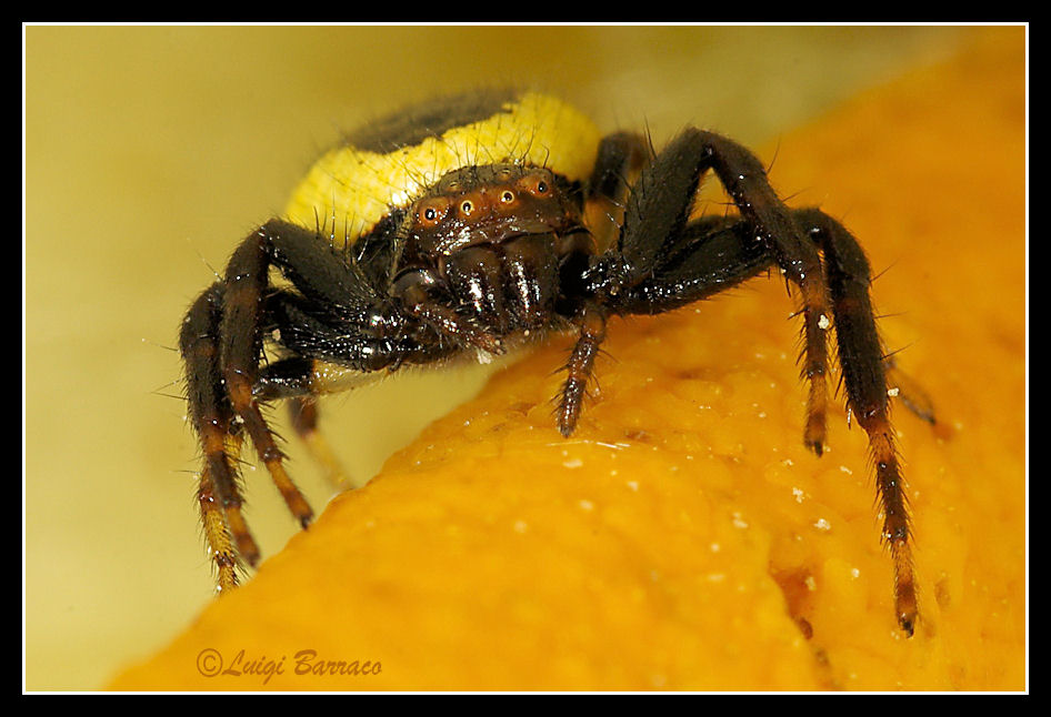 Synema globosum: faccia a faccia