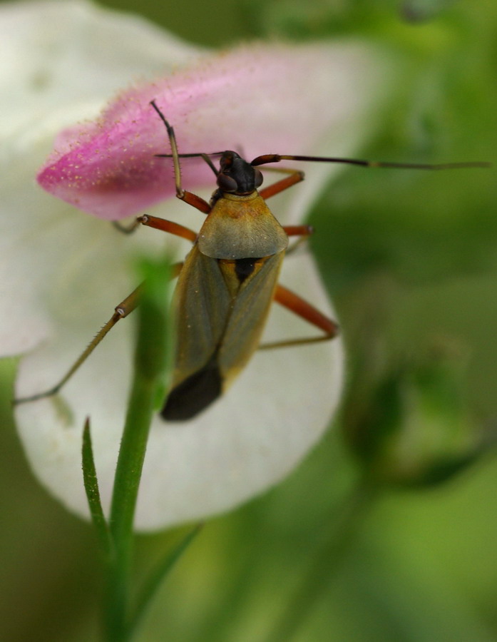 Calocoris nemoralis e Closterotomus trivialis