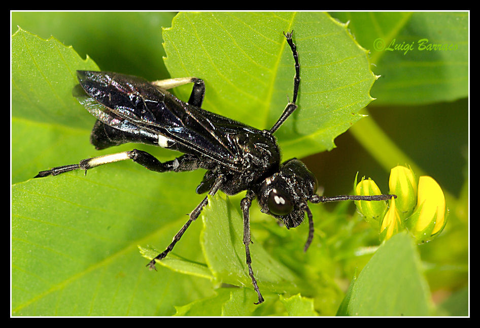 Tenthredo cfr bifasciata