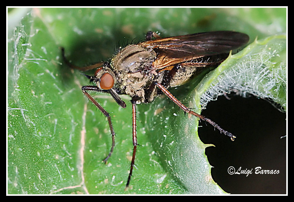 Pinocchio: Empididae