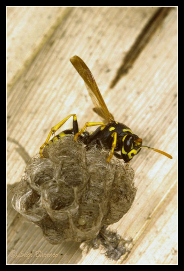 L''inizio di un regno (Polistes sp.)