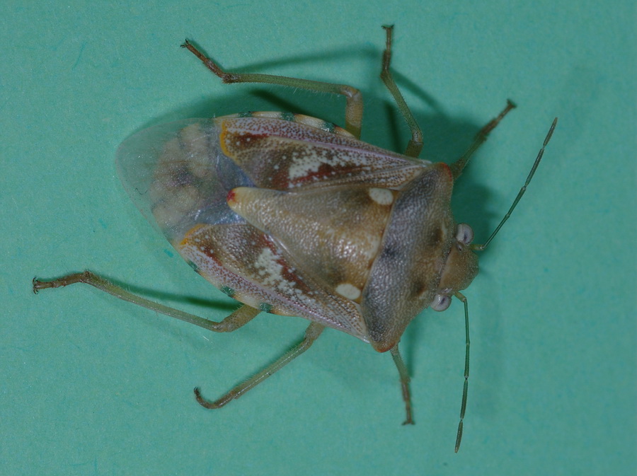 Pentatomidae: Chroantha ornatula in Sicilia