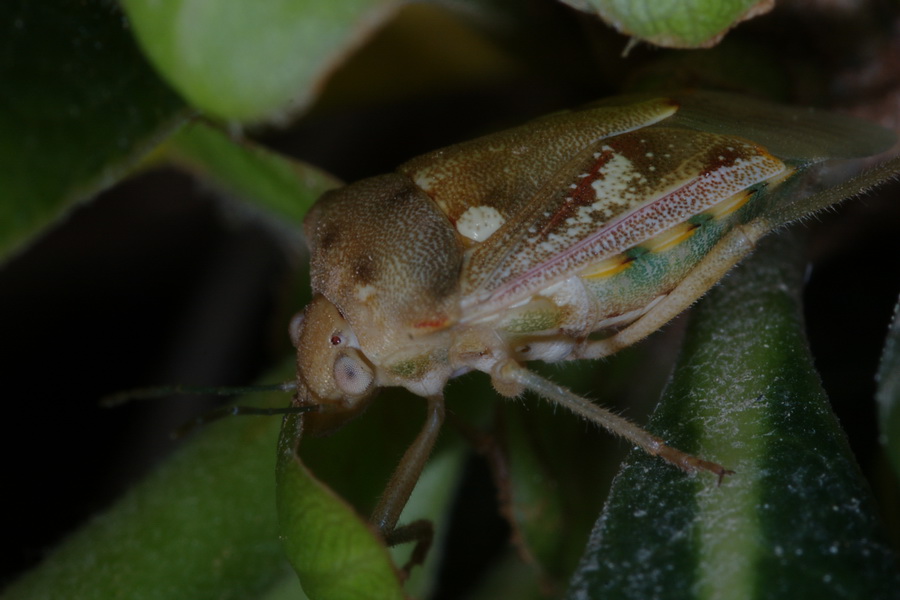 Pentatomidae: Chroantha ornatula in Sicilia