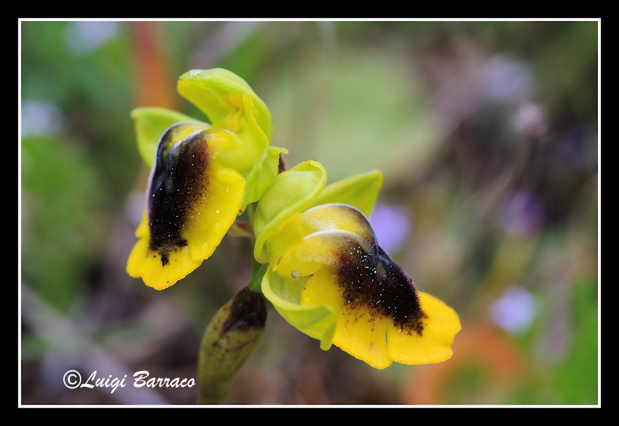 Ophrys, Orchis ...Piccoli tesori