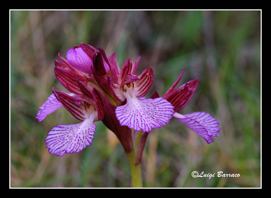 Ophrys, Orchis ...Piccoli tesori