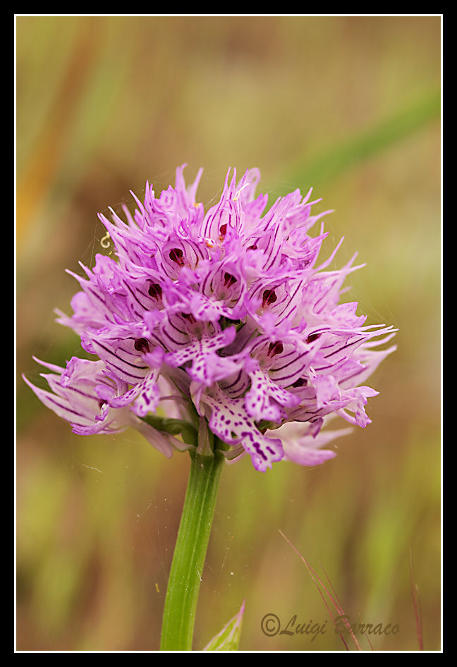 Orchis tridentata??