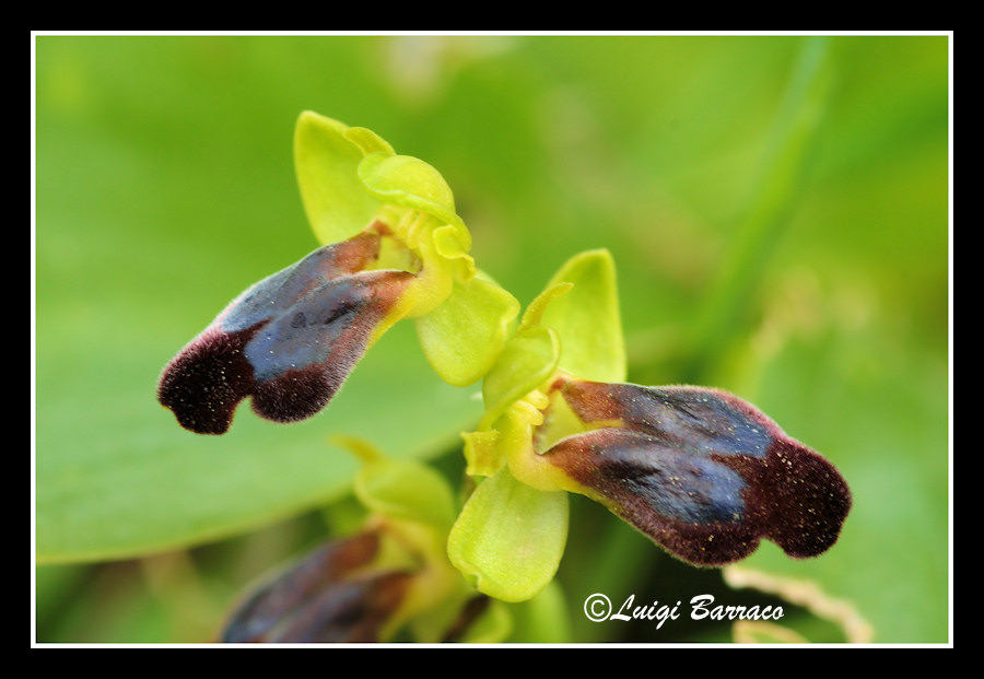 Ophrys, Orchis ...Piccoli tesori