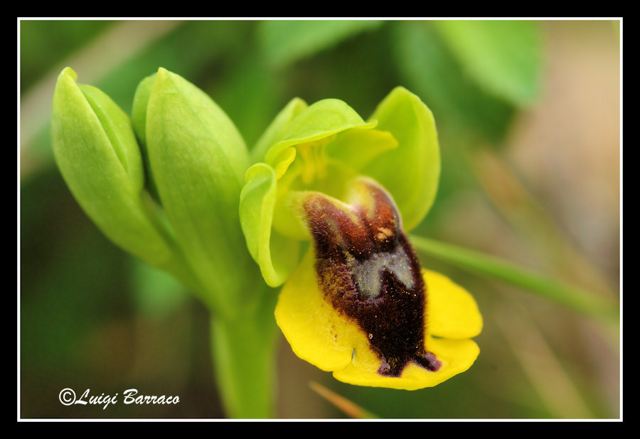 Ophrys, Orchis ...Piccoli tesori