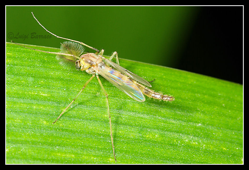 CERCO FOTO CHIRONOMIDE