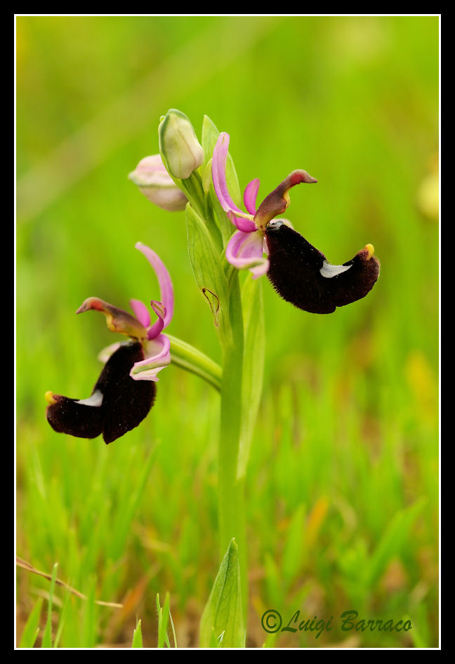 Ophrys bertolonii