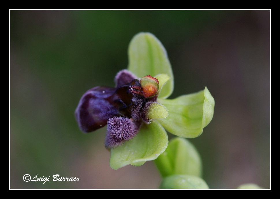 Ophrys, Orchis ...Piccoli tesori